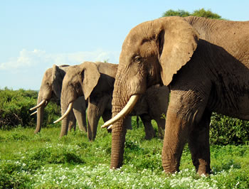 Elephant Bulls - Amboseli National Park
